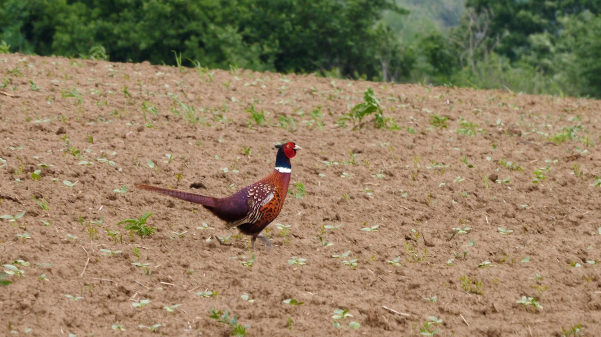 Ring-necked Pheasant - Josep del Hoyo