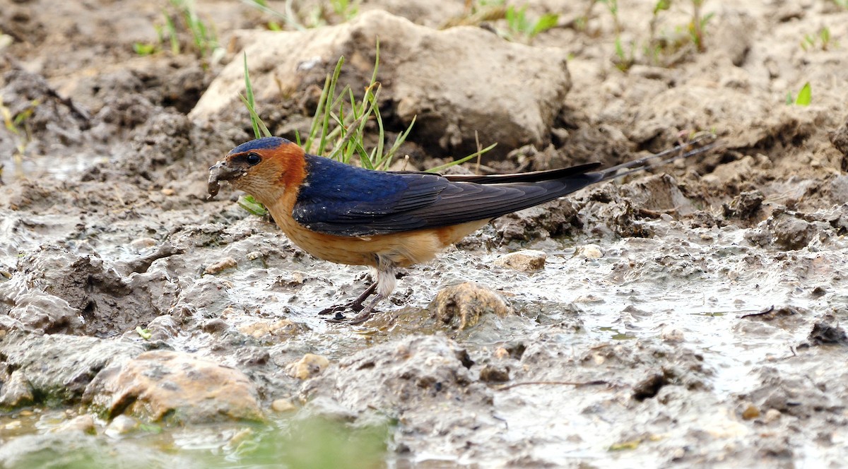 Red-rumped Swallow (Red-rumped) - ML205144771