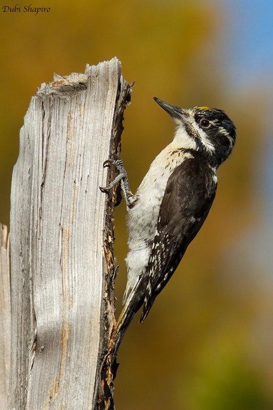 American Three-toed Woodpecker (Rocky Mts.) - Dubi Shapiro