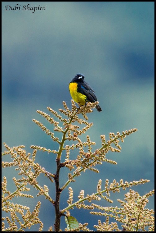 Black-and-gold Tanager - ML205145141