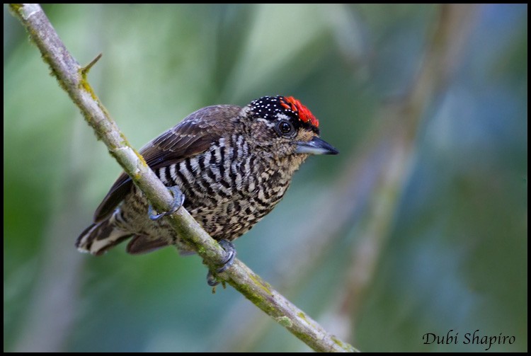 White-barred Piculet - ML205145251