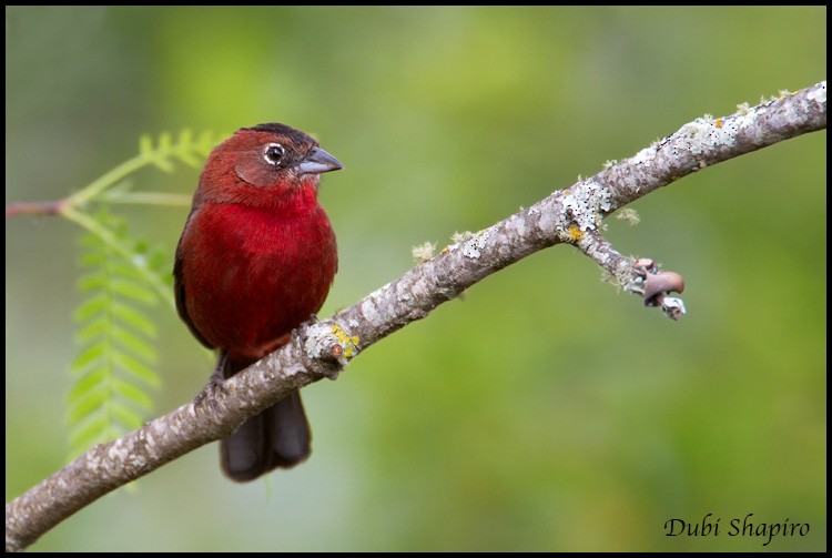 Red-crested Finch - Dubi Shapiro