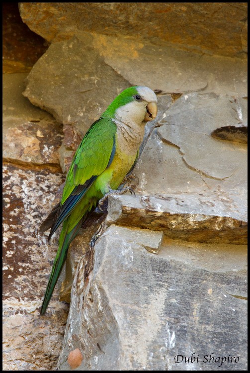 Monk Parakeet (Cliff) - Dubi Shapiro