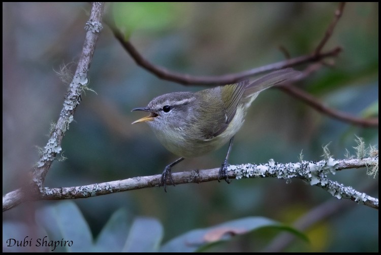 Timor Leaf Warbler (Timor) - Dubi Shapiro