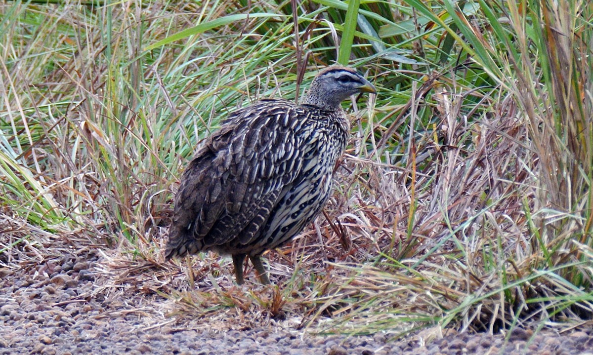 Double-spurred Spurfowl - ML205145811