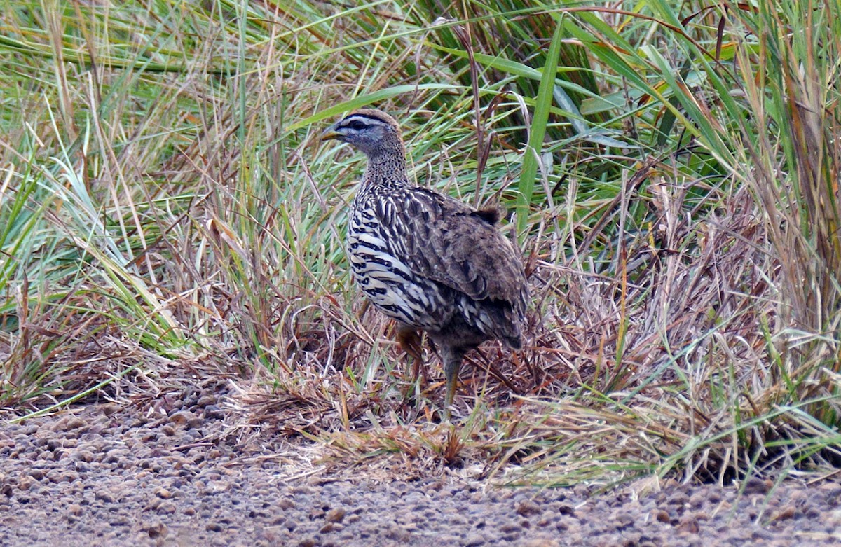 Double-spurred Francolin - ML205145821