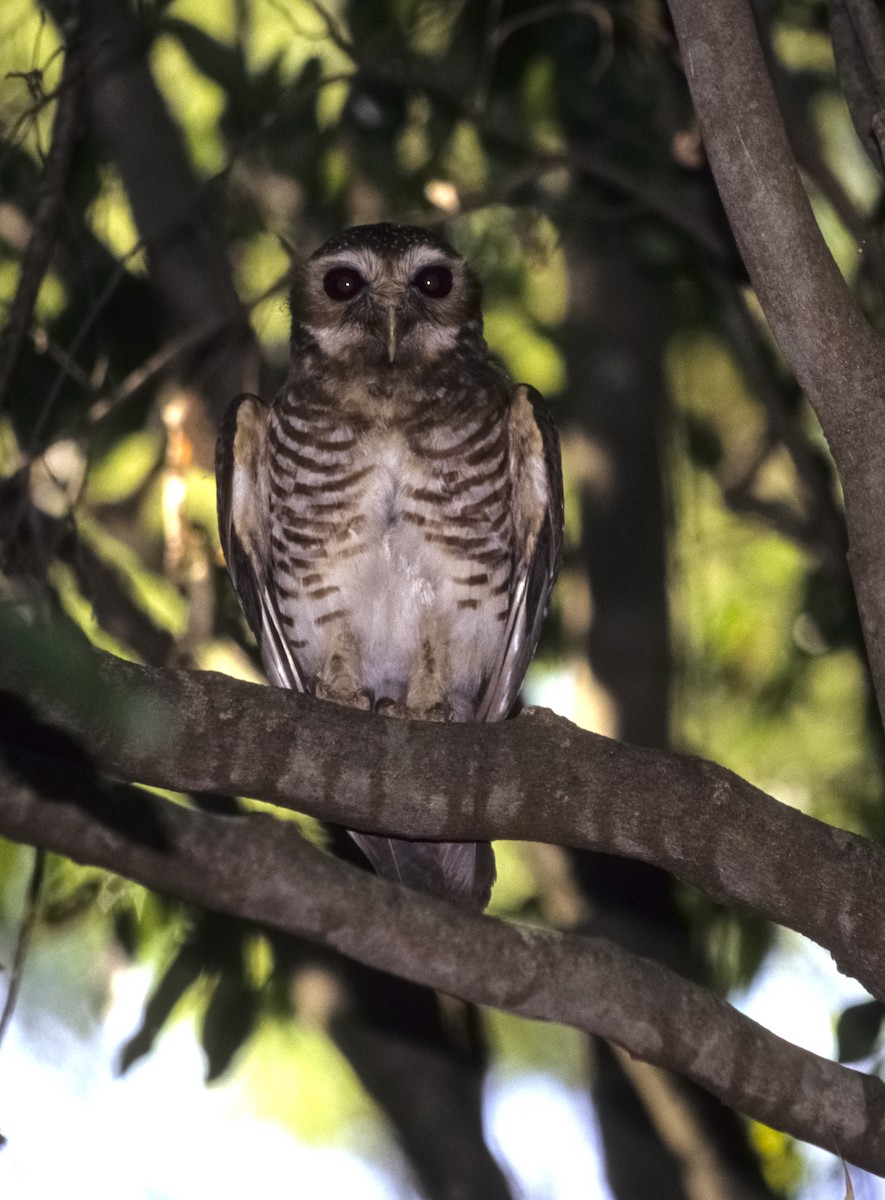 White-browed Owl - Josep del Hoyo