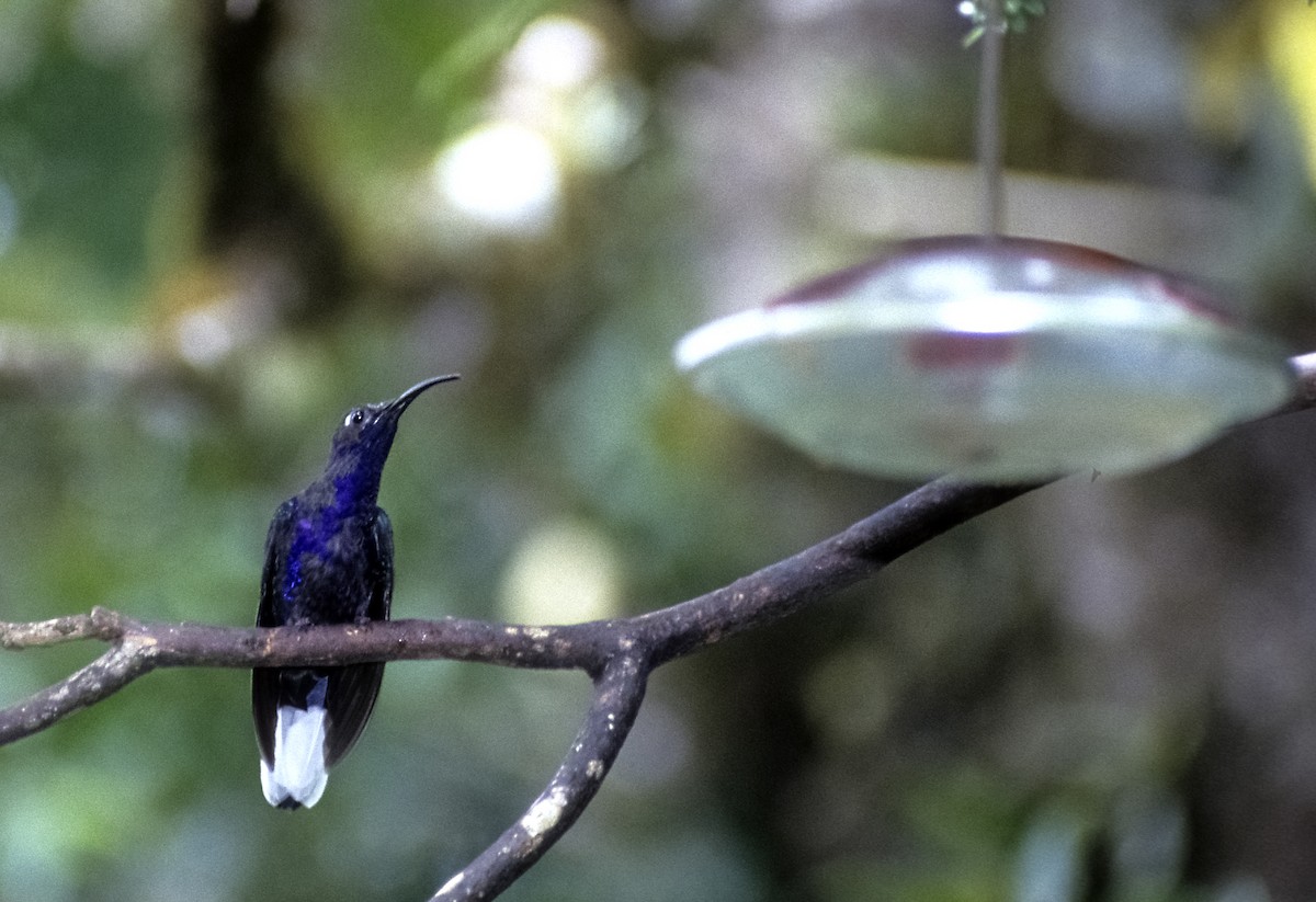 Ebird Checklist 25 Aug 1990 Monteverde 3 Species 5703