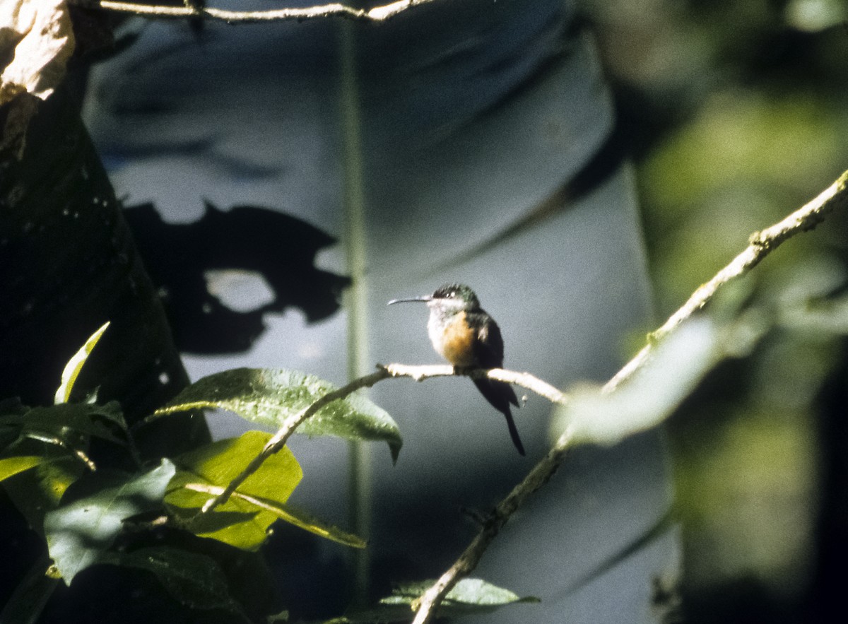 Scissor-tailed Hummingbird - ML205146041