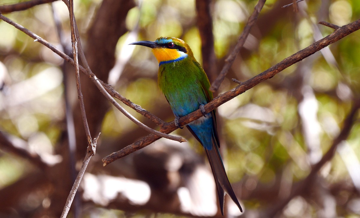 Swallow-tailed Bee-eater - ML205146251