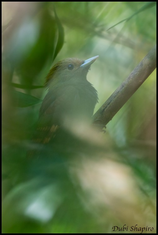Pale-headed Woodpecker - ML205146741