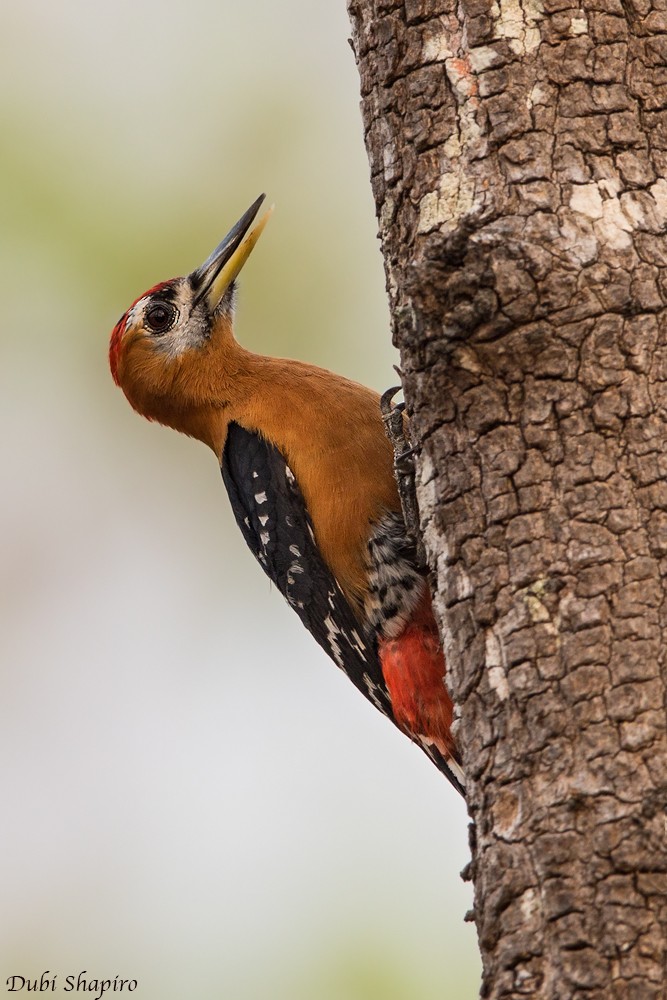 Rufous-bellied Woodpecker - Dubi Shapiro