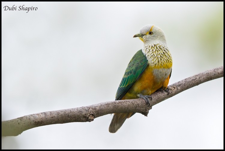 Rose-crowned Fruit-Dove - ML205146941