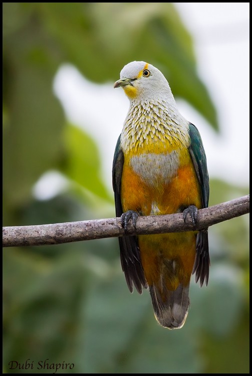 Rose-crowned Fruit-Dove - ML205146951