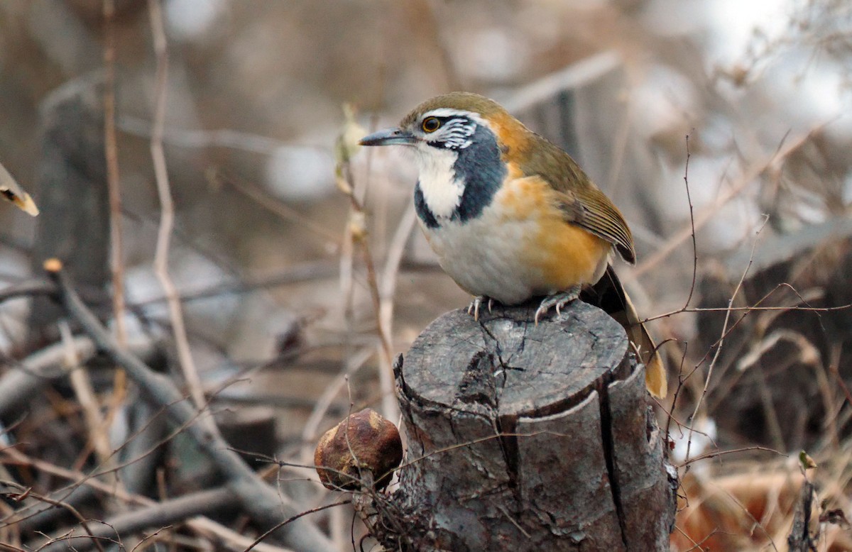 Greater Necklaced Laughingthrush - ML205147841