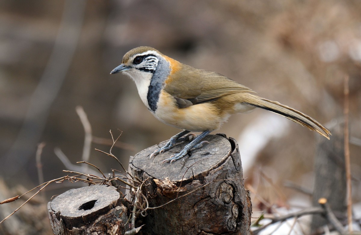 Greater Necklaced Laughingthrush - ML205147851