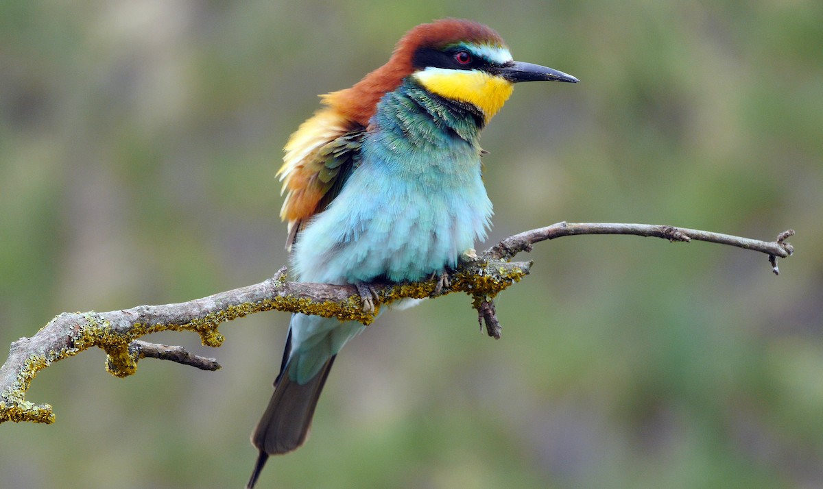 European Bee-eater - Josep del Hoyo