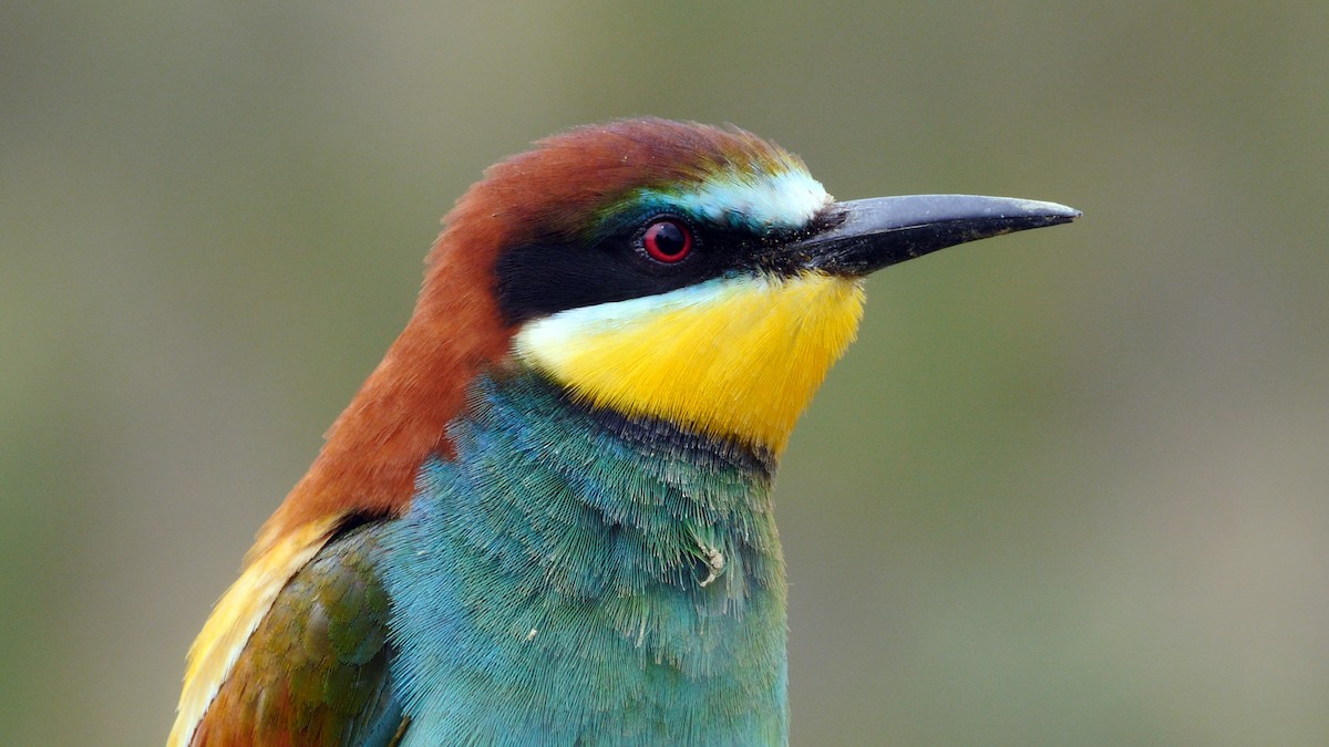 European Bee-eater - ML205148321