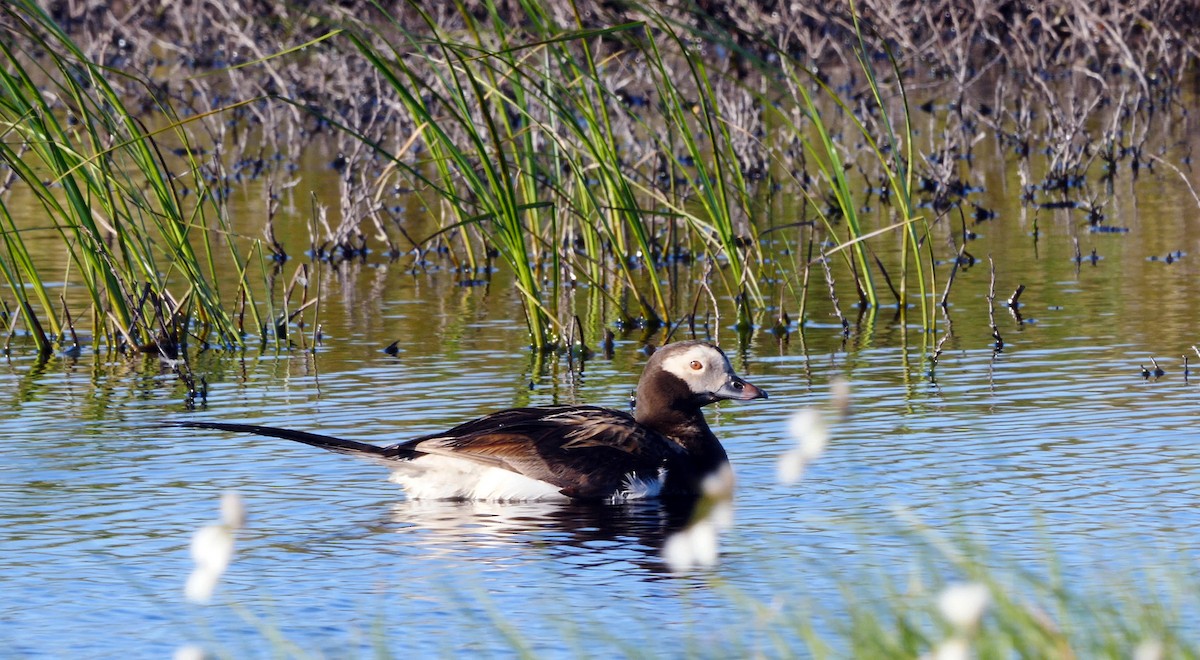 Long-tailed Duck - ML205148331