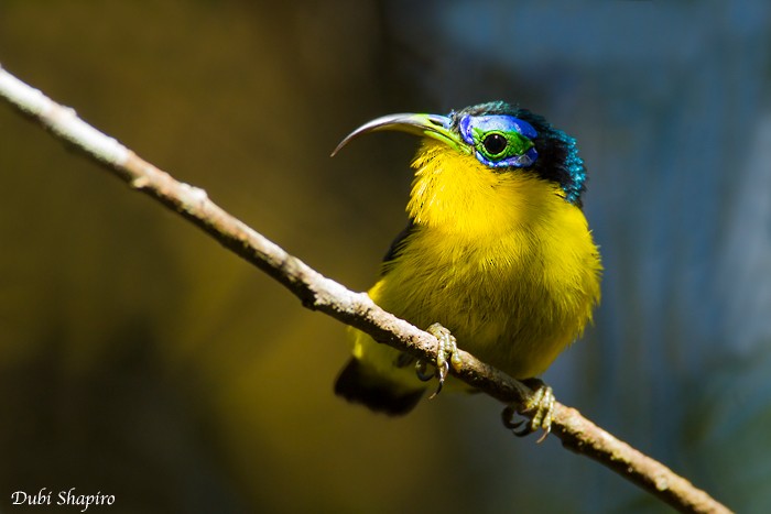 Yellow-bellied Sunbird-Asity - Dubi Shapiro