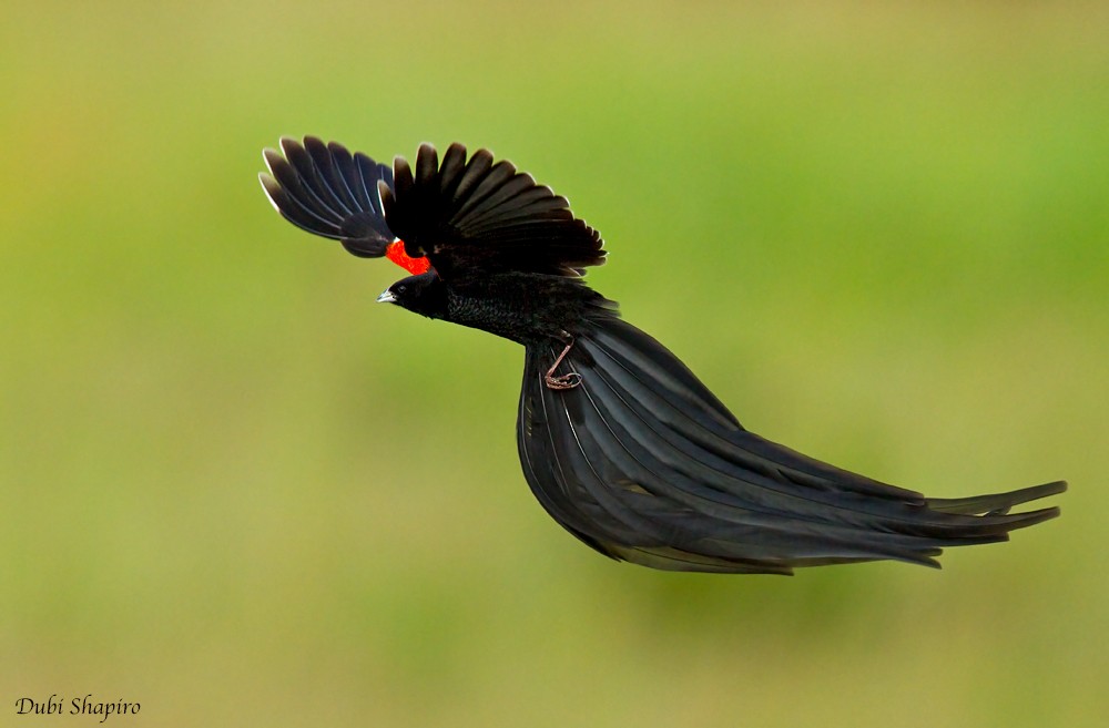 Long-tailed Widowbird - ML205148471