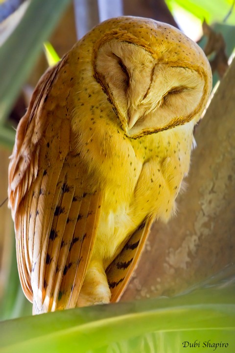 Red Owl - Dubi Shapiro