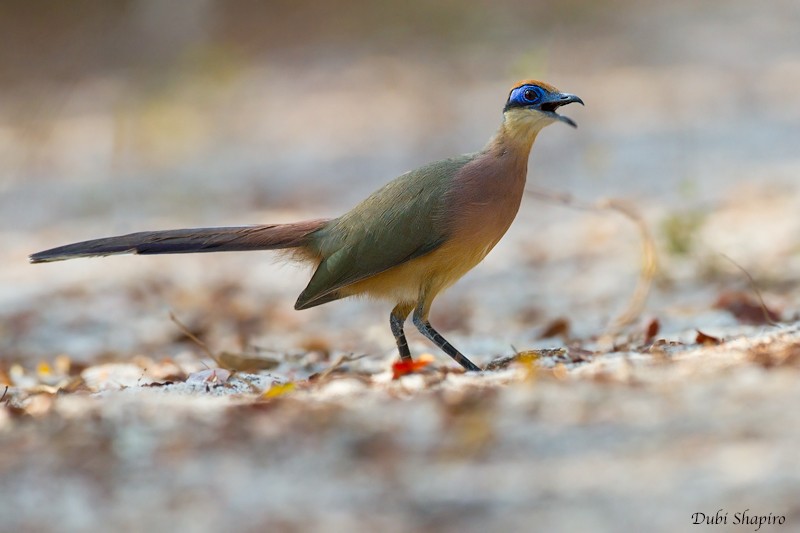 Red-capped Coua (Red-capped) - Dubi Shapiro