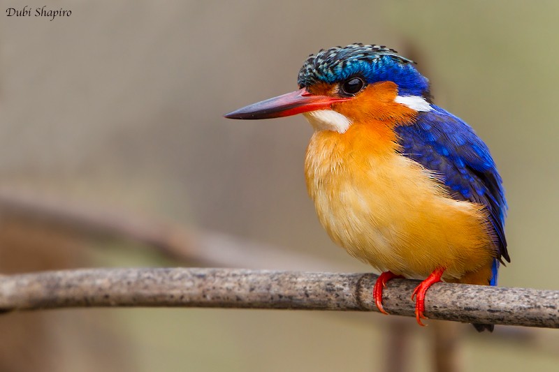 Malagasy Kingfisher - Dubi Shapiro