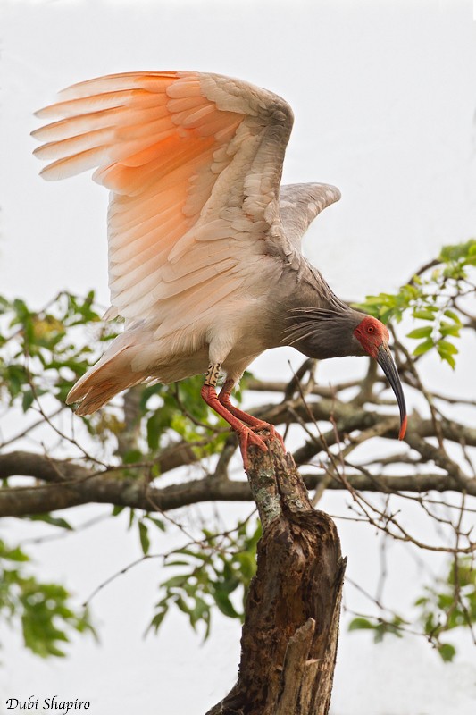 Crested Ibis - ML205148701