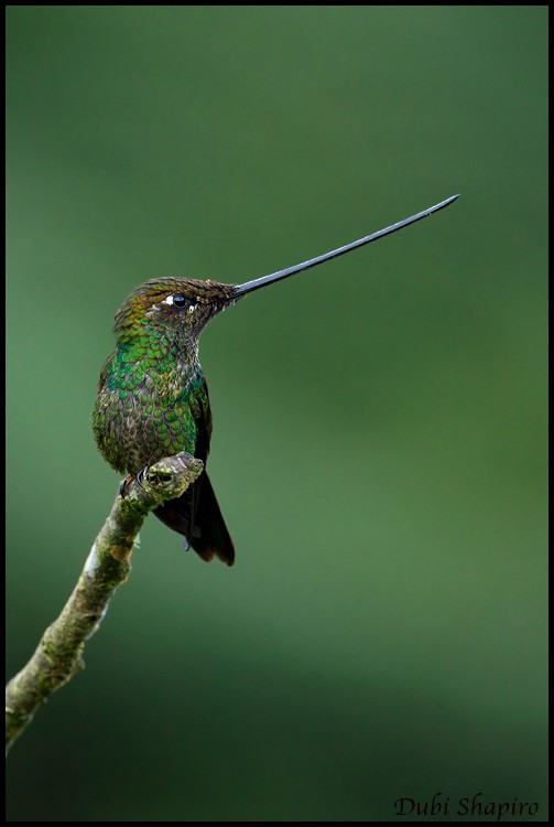 Sword-billed Hummingbird - ML205148721