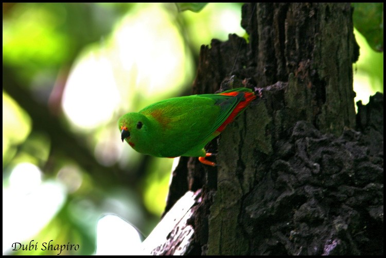Moluccan Hanging-Parrot - Dubi Shapiro