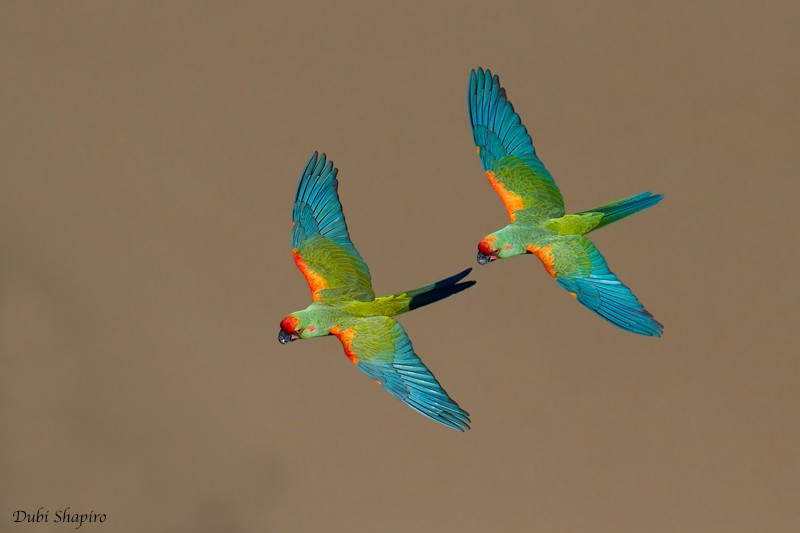 Red-fronted Macaw - Dubi Shapiro