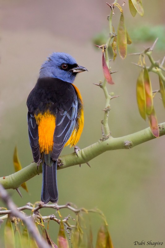 Blue-and-yellow Tanager (Blue-and-yellow) - Dubi Shapiro