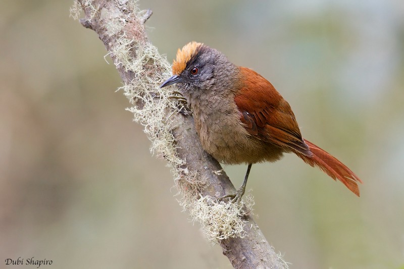 Light-crowned Spinetail (Buffy-crowned) - Dubi Shapiro