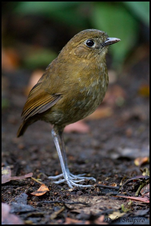 Brown-banded Antpitta - ML205148881