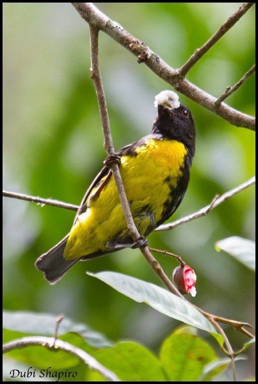 Black-and-gold Tanager - ML205148941