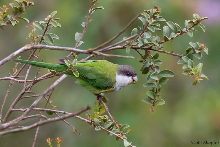 Gray-hooded Parakeet - Dubi Shapiro