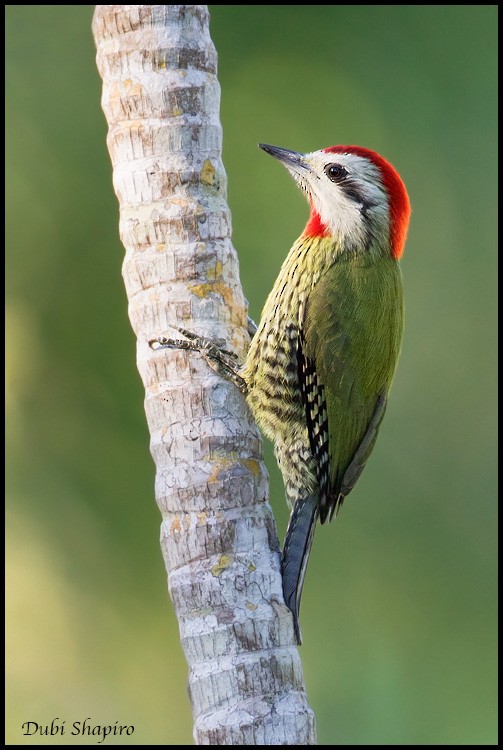 Cuban Green Woodpecker - Dubi Shapiro