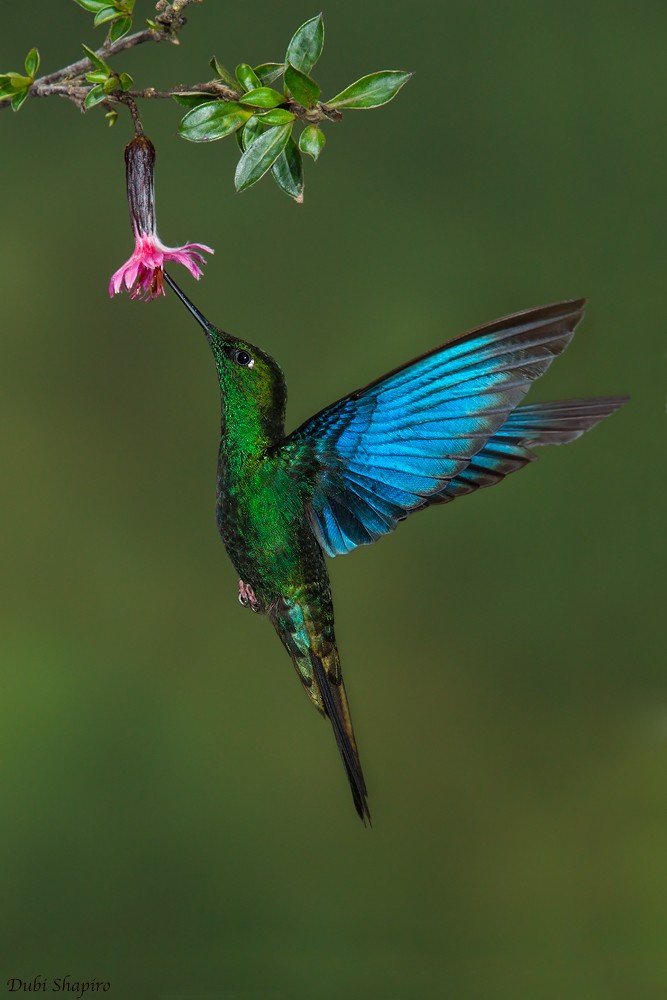 kolibřík modrokřídlý - ML205149241