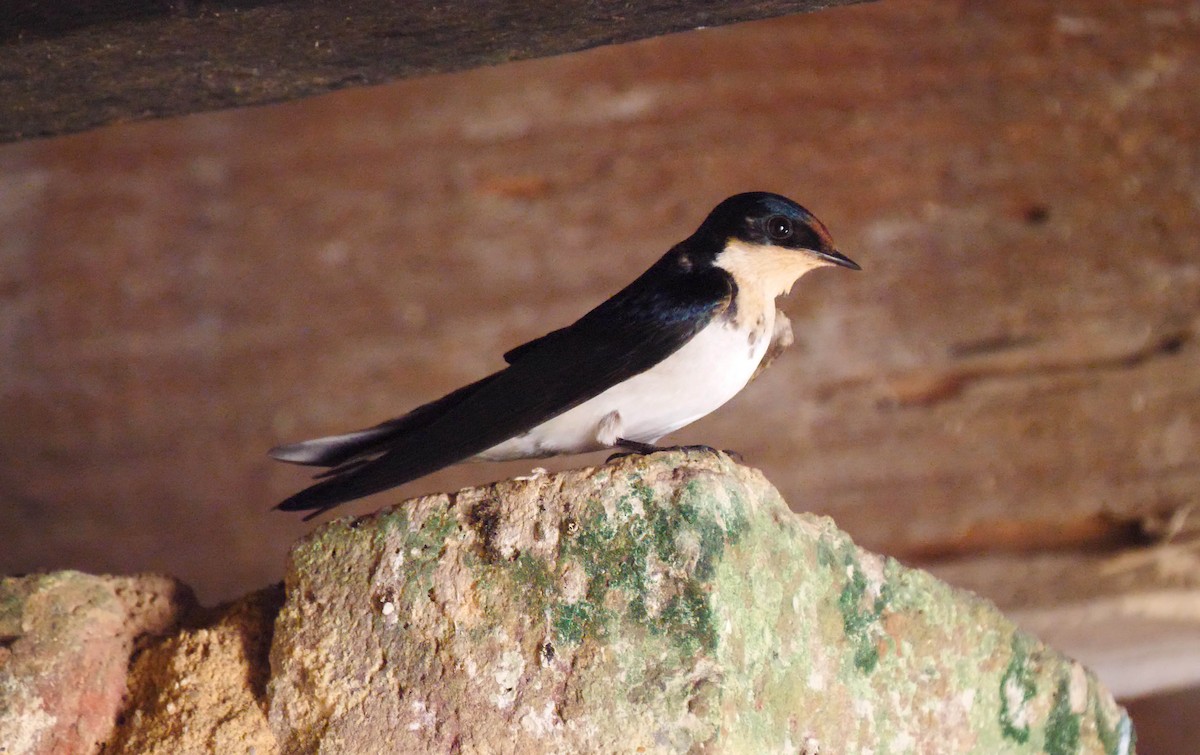 Ethiopian Swallow - Josep del Hoyo