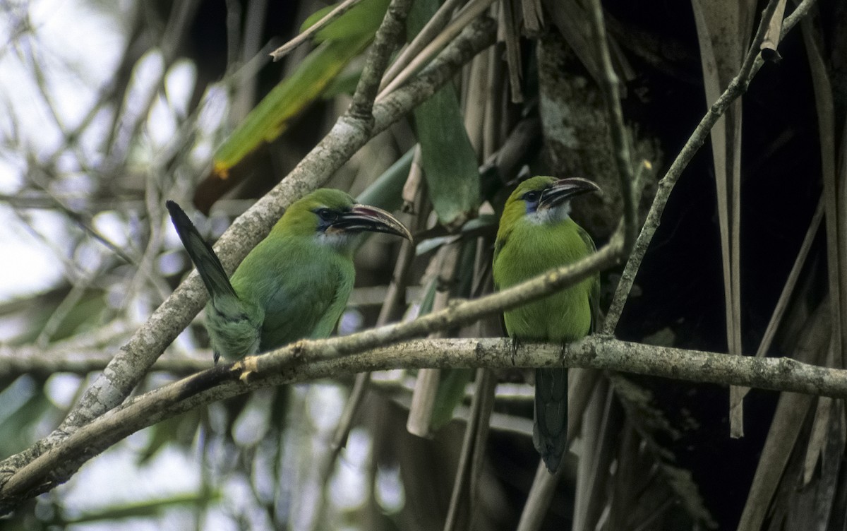 Groove-billed Toucanet (Groove-billed) - ML205149801