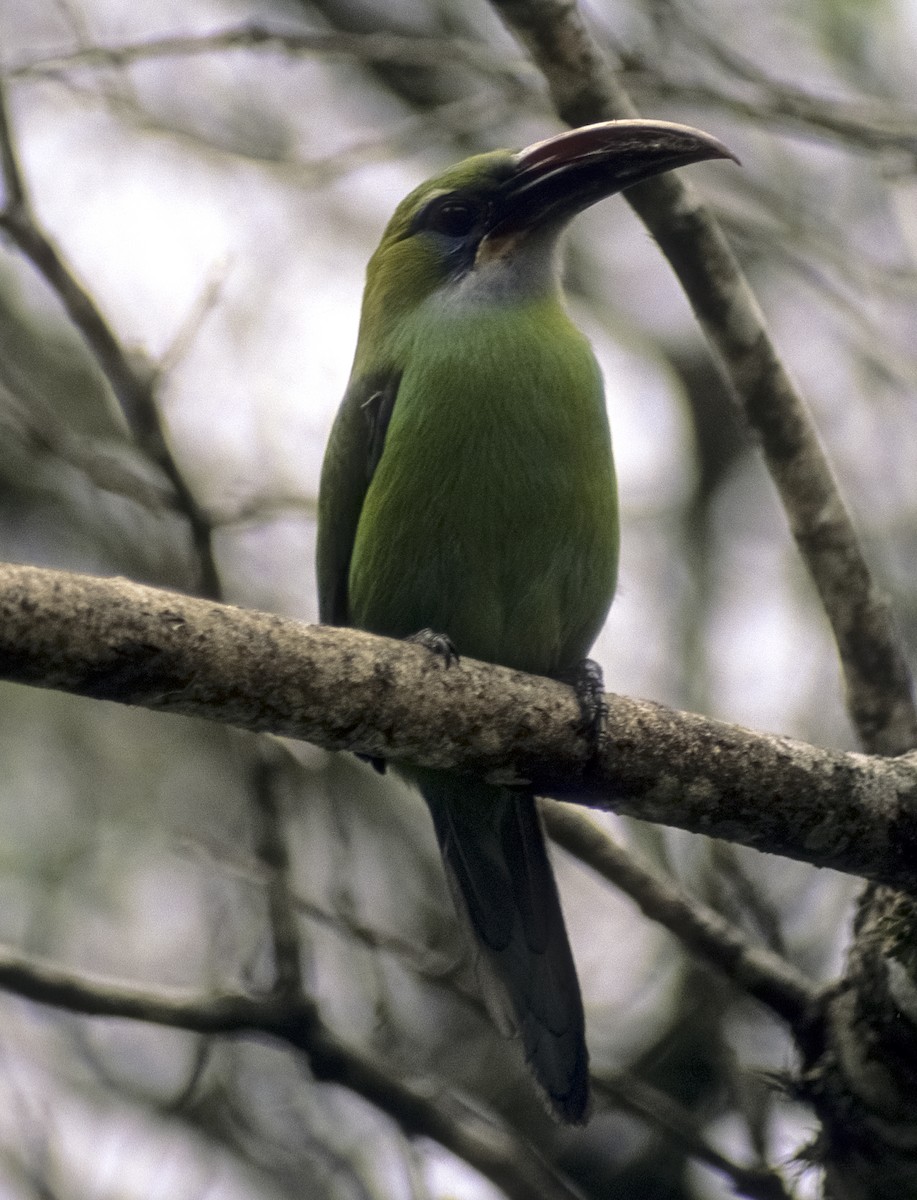 Groove-billed Toucanet (Groove-billed) - ML205149811