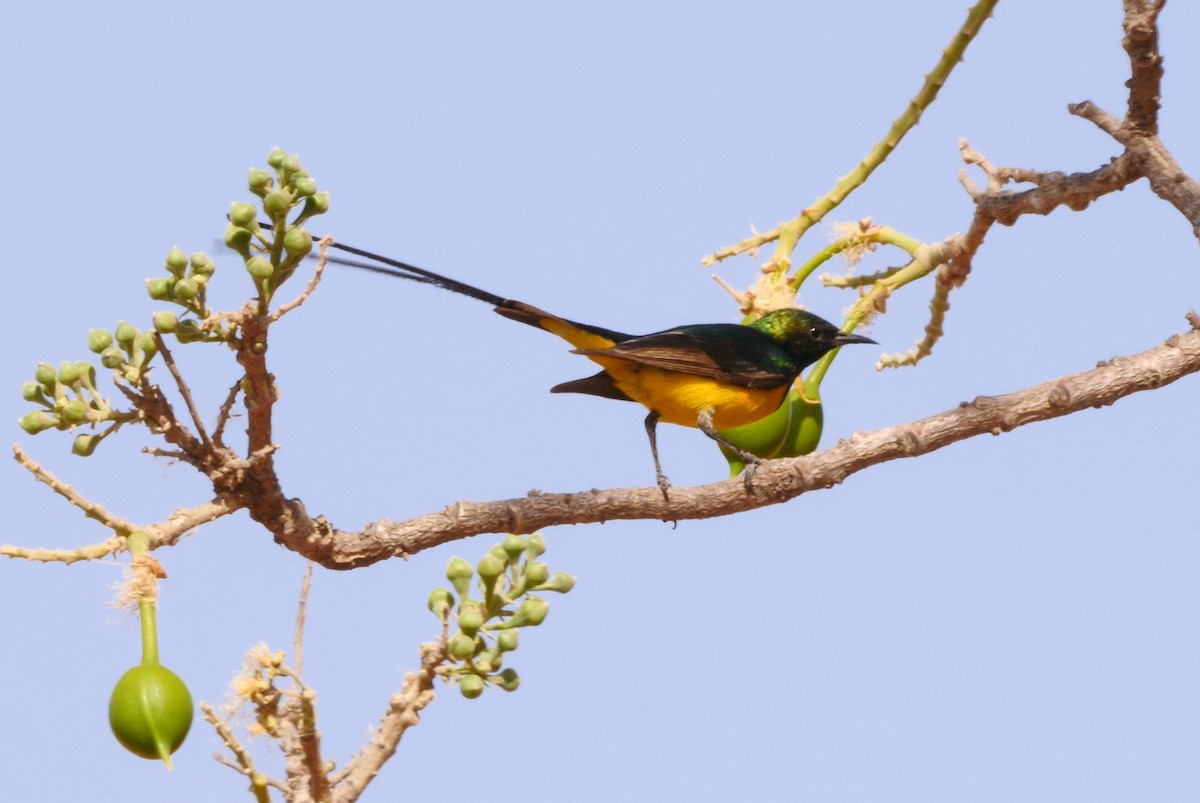 Pygmy Sunbird - Josep del Hoyo