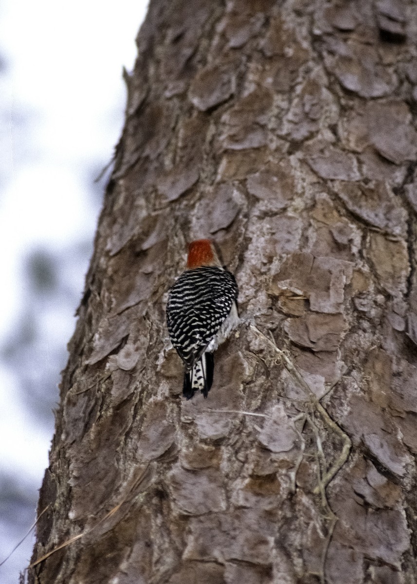 Red-bellied Woodpecker - ML205149891