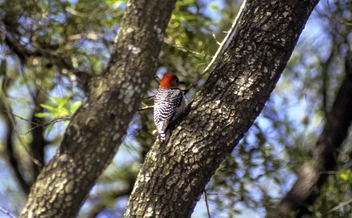 Red-bellied Woodpecker - ML205149901