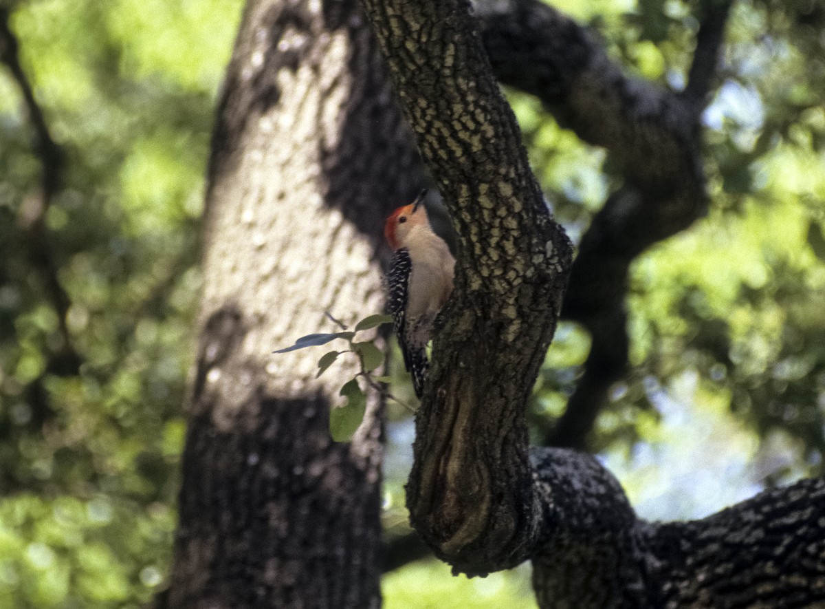 Red-bellied Woodpecker - Josep del Hoyo