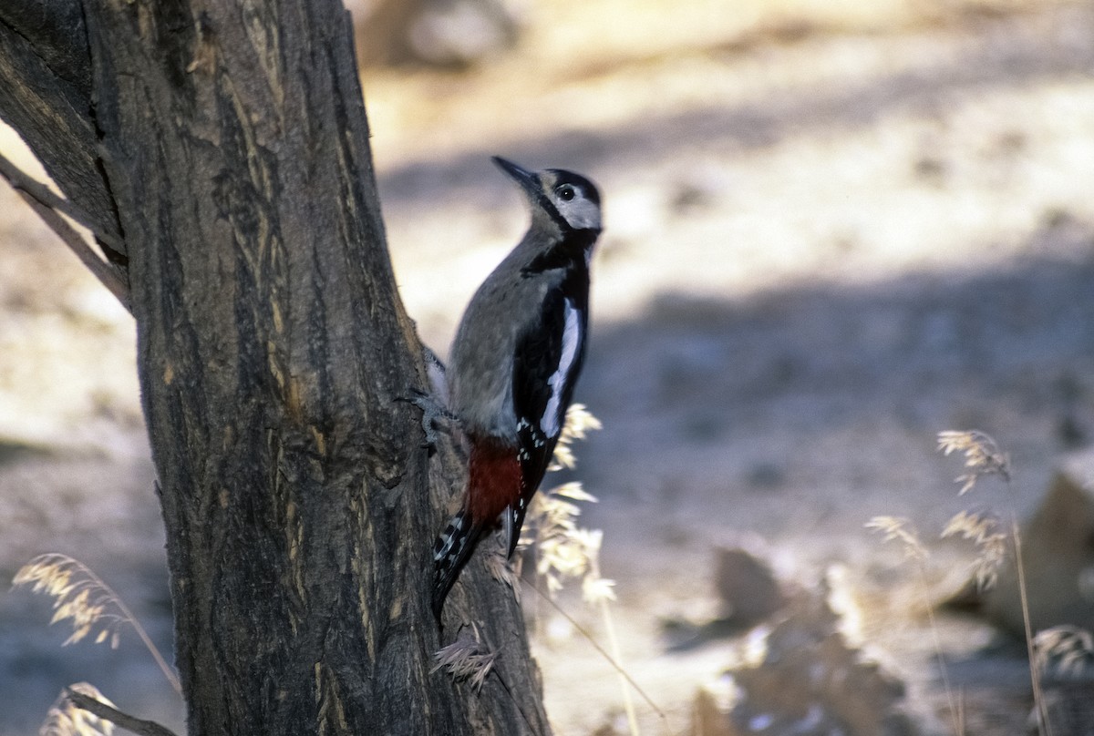 Great Spotted Woodpecker (Canarian) - Josep del Hoyo