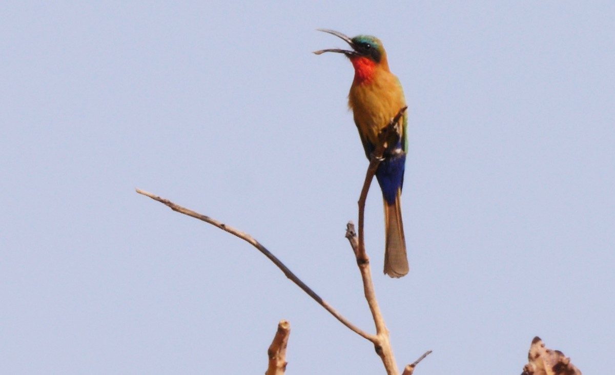 Red-throated Bee-eater - Josep del Hoyo
