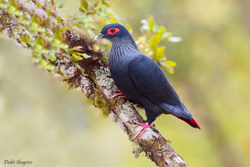 Madagascar Blue-Pigeon - ML205150301