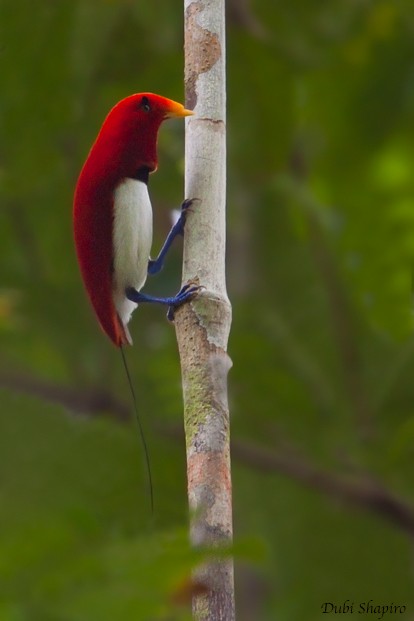 king bird of paradise